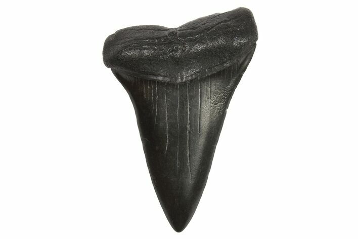 Fossil Broad-Toothed Mako Tooth - South Carolina #295765